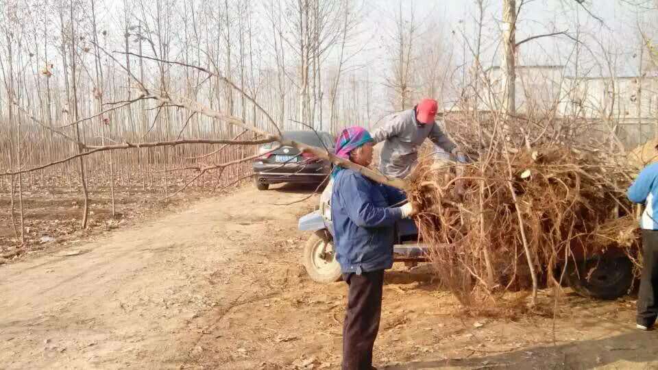 紫果无花果树苗 云南紫果无花果树苗价格