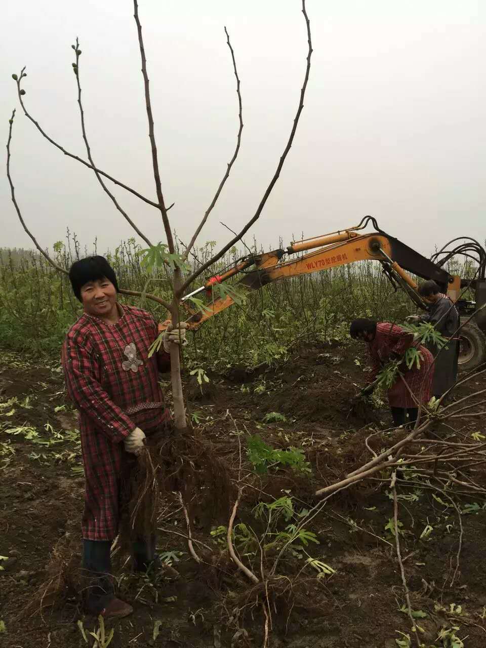 紫果无花果树苗 云南紫果无花果树苗价格