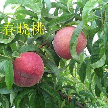 5公分油桃樹圖片