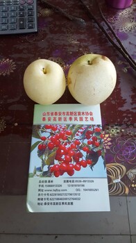 玉露香梨樹苗價(jià)格