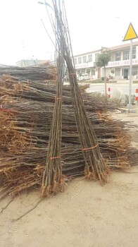 5公分早酥紅梨樹一畝地種多少棵