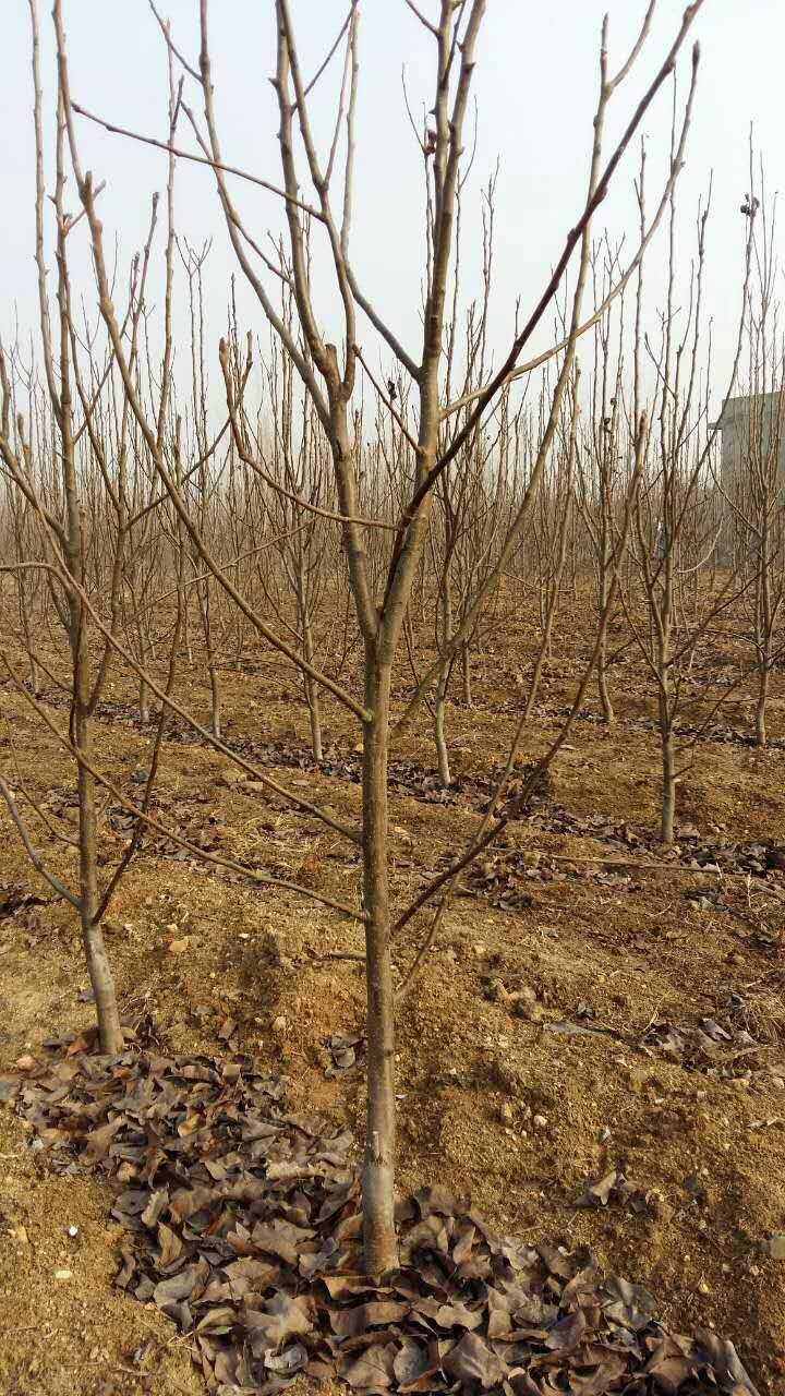 5公分紅梨樹一畝地種多少棵