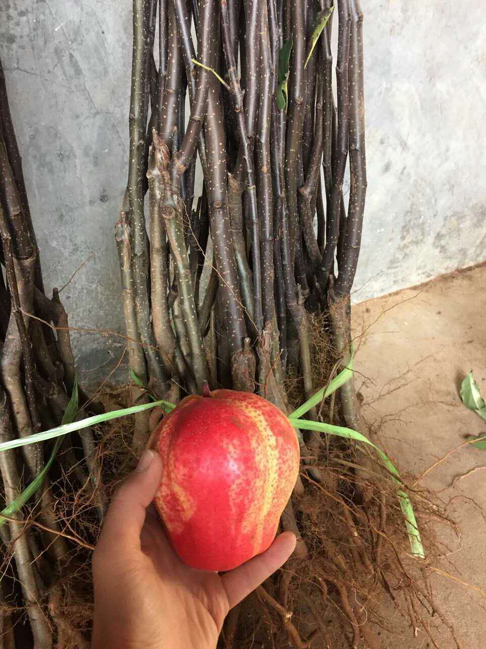 4公分晚秋梨樹苗特征特性