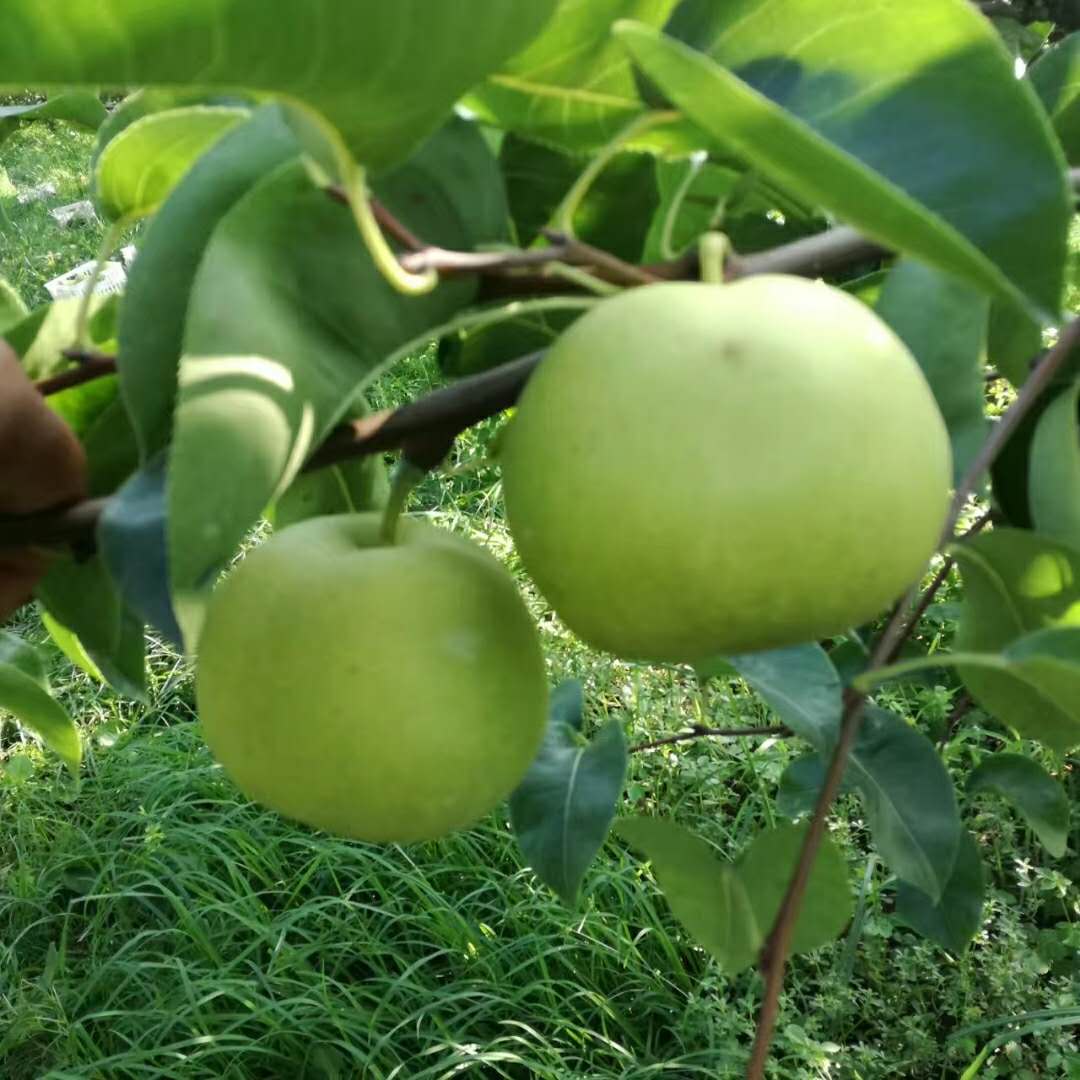 晚秀梨樹苗圖片