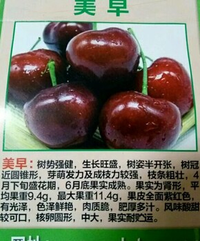 車?yán)遄訕涿鐝V西壯族自治區(qū)車?yán)遄訕涿缙贩N介紹全