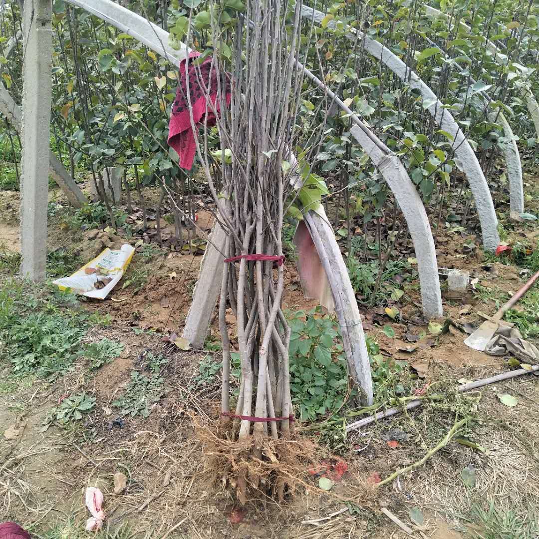 1公分早酥紅梨樹苗適合盆栽樹型