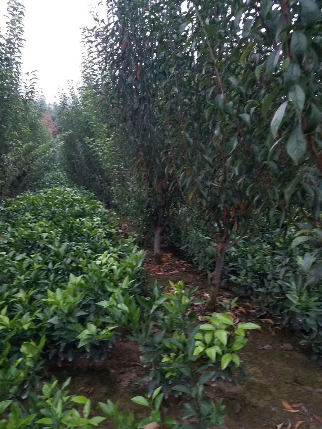 內(nèi)自治區(qū)貢李樹(shù)苗效益好李子苗品種
