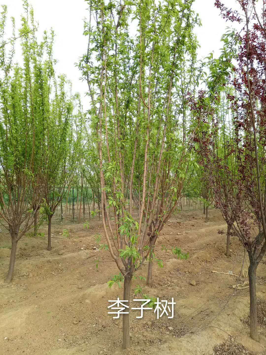 吉林長李15號李子苗新品種豐產(chǎn)期多少年