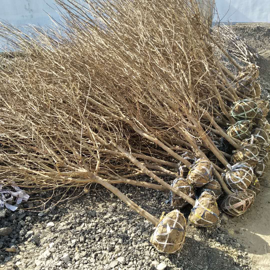 江蘇無籽水晶石榴苗種植優(yōu)點