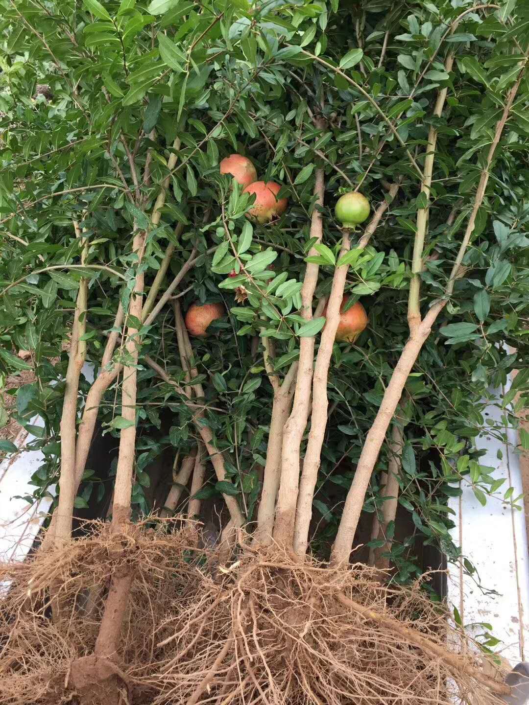 廣東甜石榴樹苗栽植技術(shù)