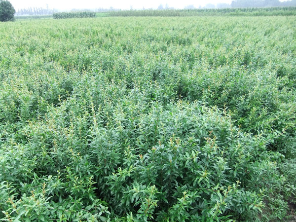 河北6公分牡丹花石榴樹市場價格