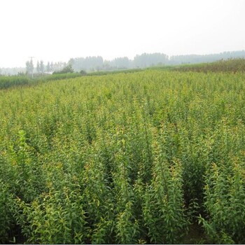 湖南紅心芭樂(lè)石榴苗新資訊