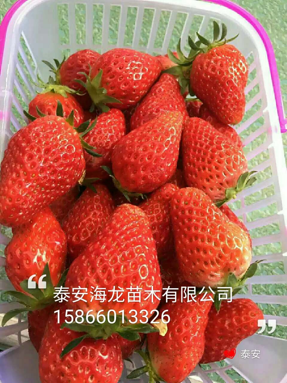 重庆牛奶草莓苗保护地栽培技术