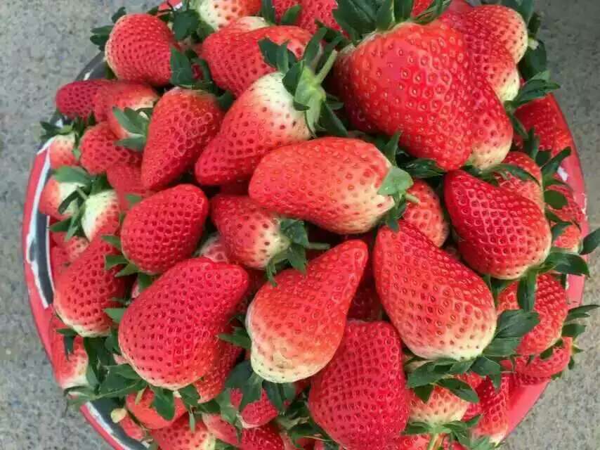自治区矮丰草莓苗品种简介