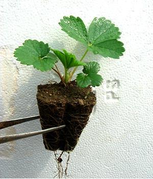 重庆牛奶草莓苗保护地栽培技术