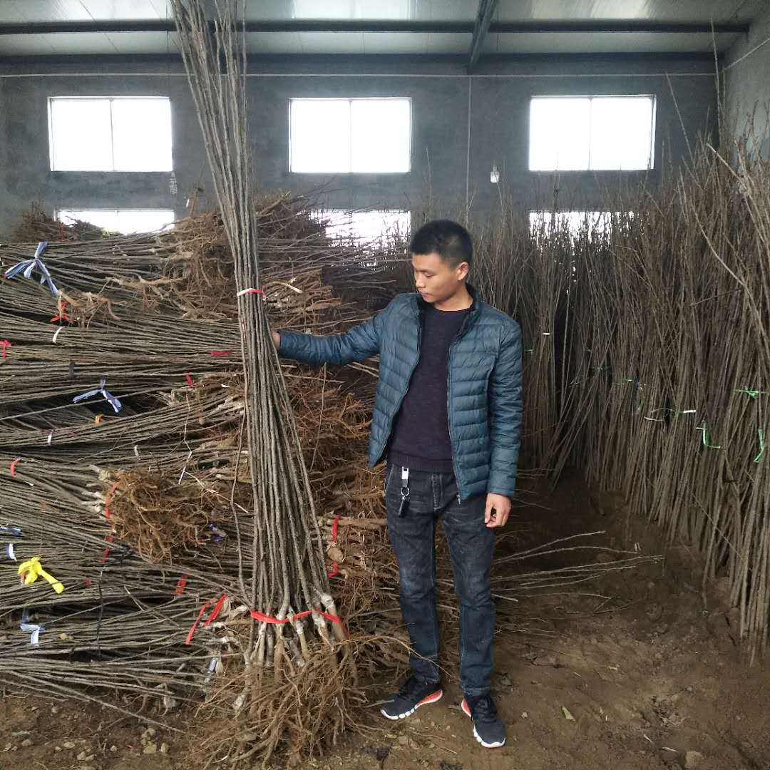 浙江嫁接梨樹苗價格