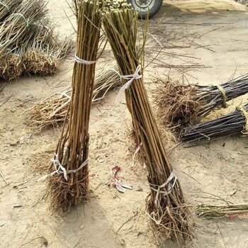福建4公分李子苗種植防風(fēng)林建設(shè)