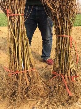 红心芭乐石榴苗福建大棚种植技术及时间