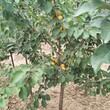 10公分杏树黑龙江杏树丰产期产量多少图片