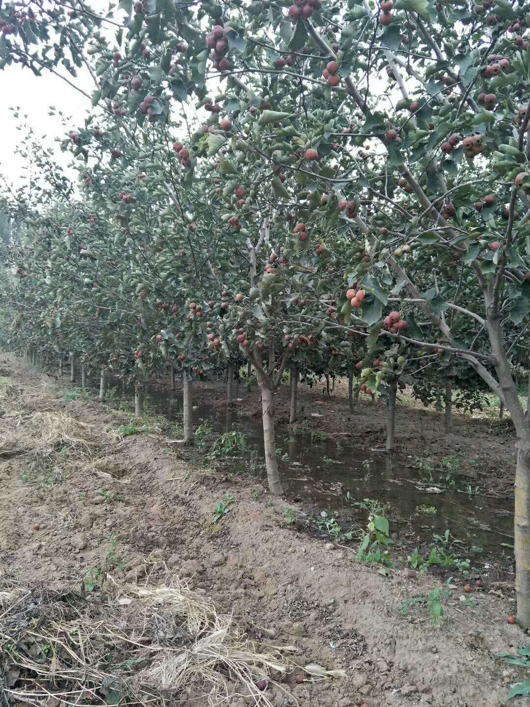 大金星山楂苗宁夏自治山楂苗订购质优