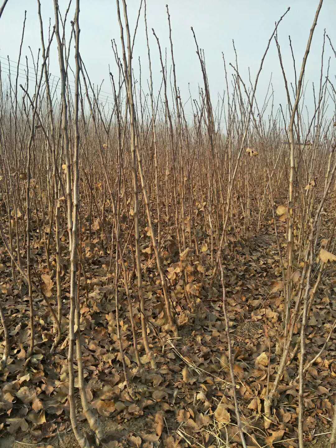 大金星山楂苗宁夏自治山楂苗订购质优