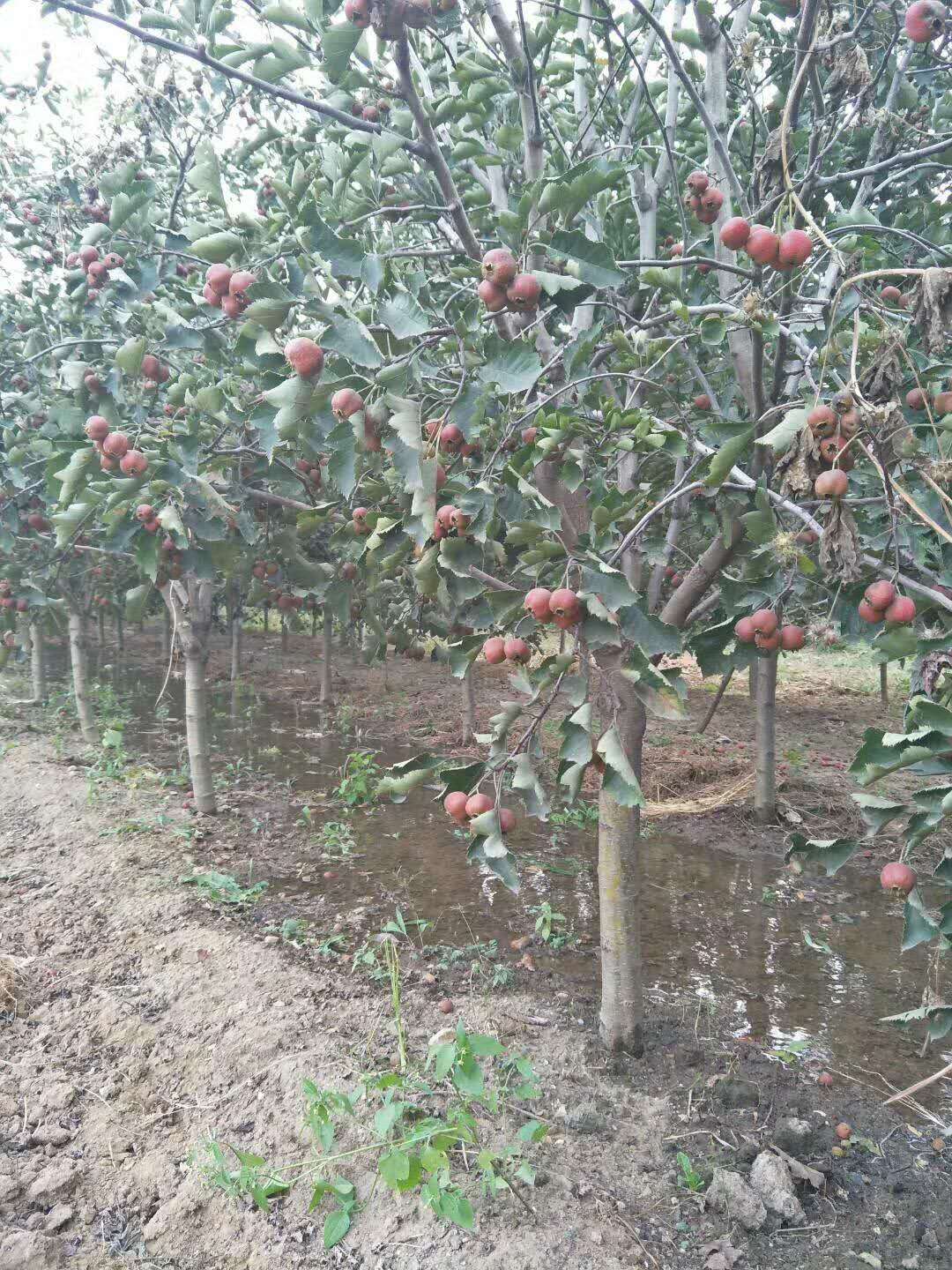 18公分山楂树浙江甜红子山楂苗品种介绍