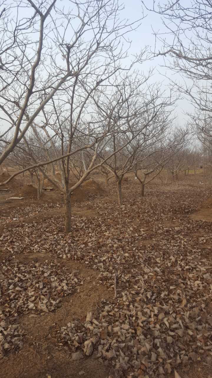 大金星山楂苗宁夏自治山楂苗订购质优