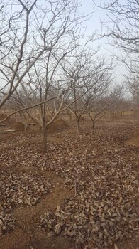 成品山楂苗陜西山楂苗果科所育苗基地