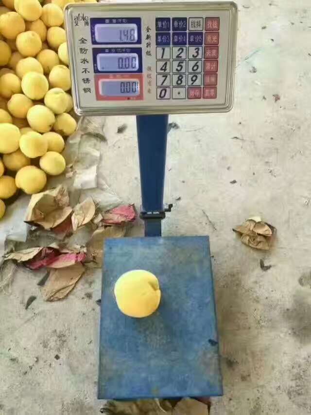 3公分蟠桃樹(shù)怎么辨別品種