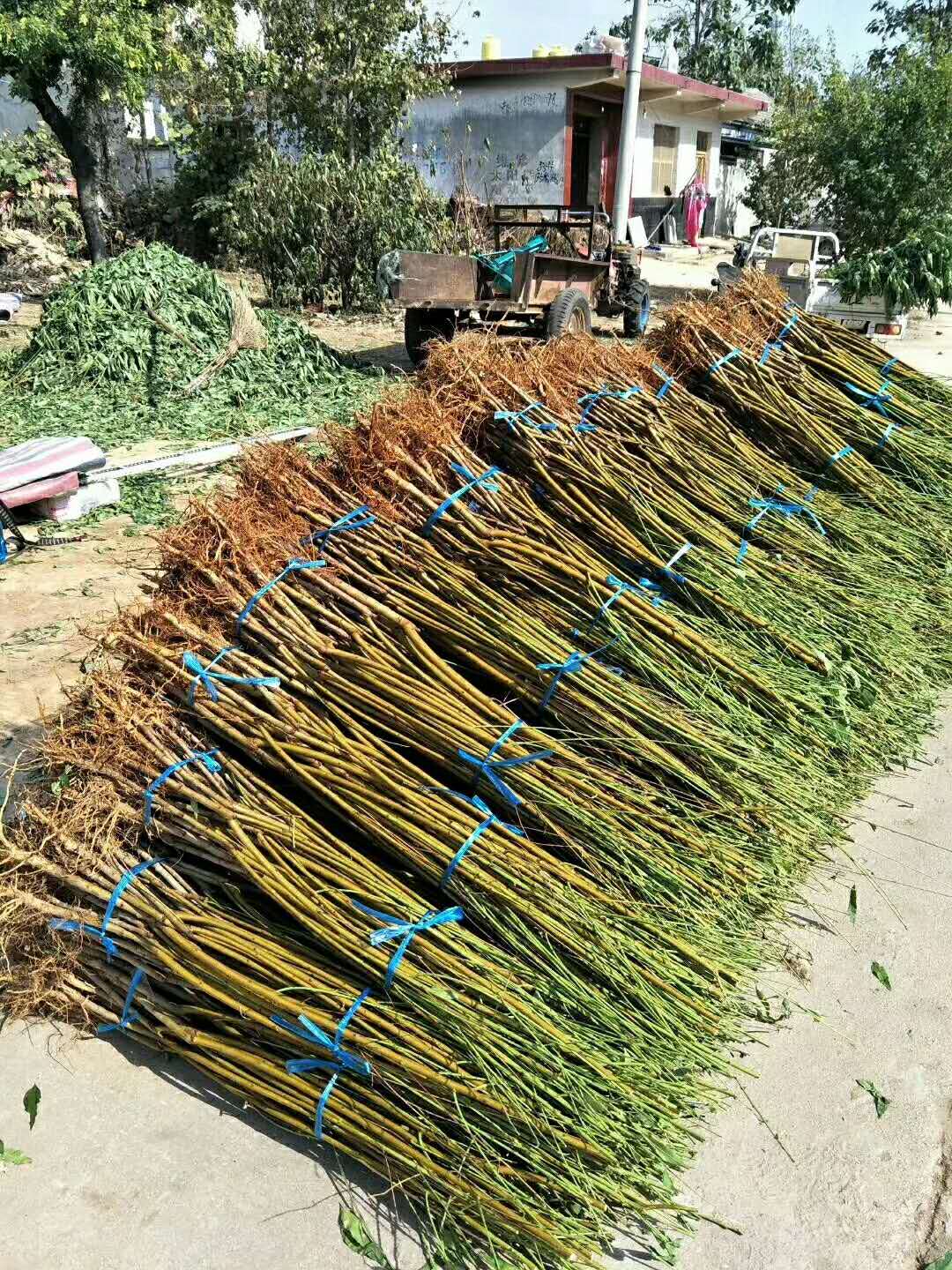 2公分春雪桃樹幾月份種植成活率高
