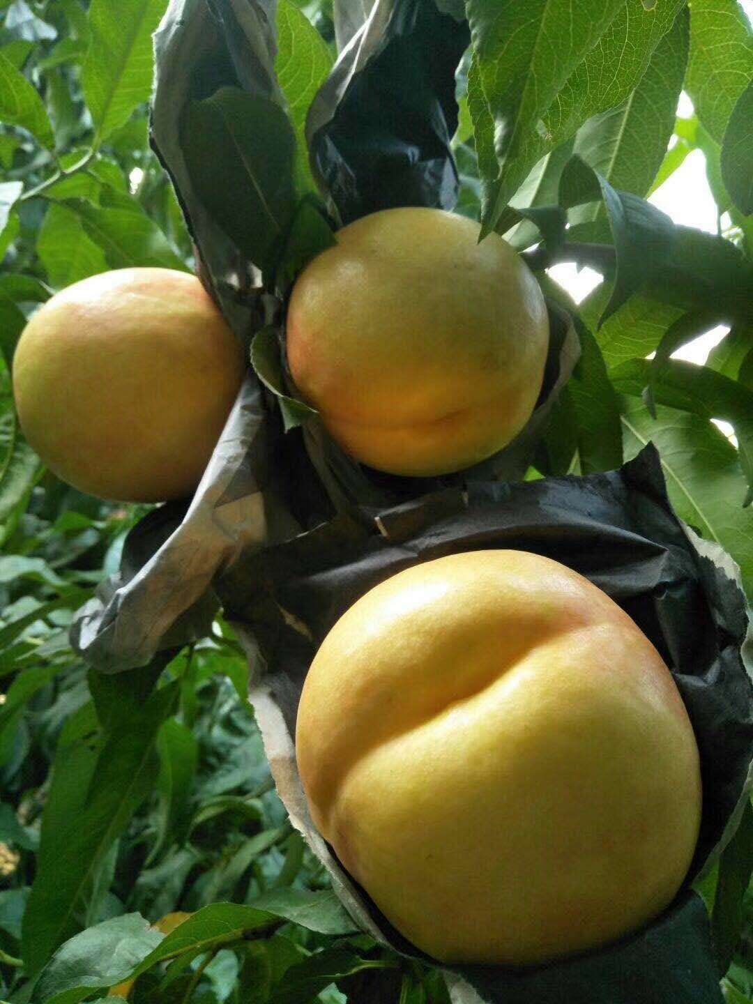 3公分蟠桃樹(shù)怎么辨別品種