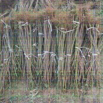 8公分薩米脫櫻桃樹(shù)大棚種植間距多少