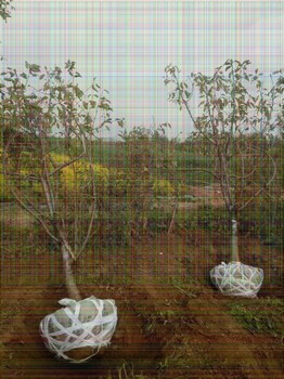 6公分黃蜜櫻桃樹大棚種植間距多少