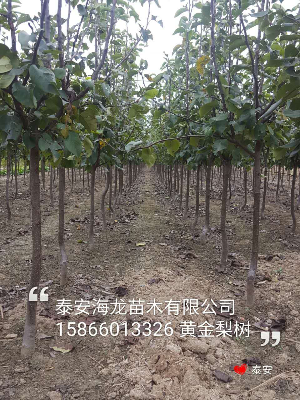 4公分梨樹新品種介紹