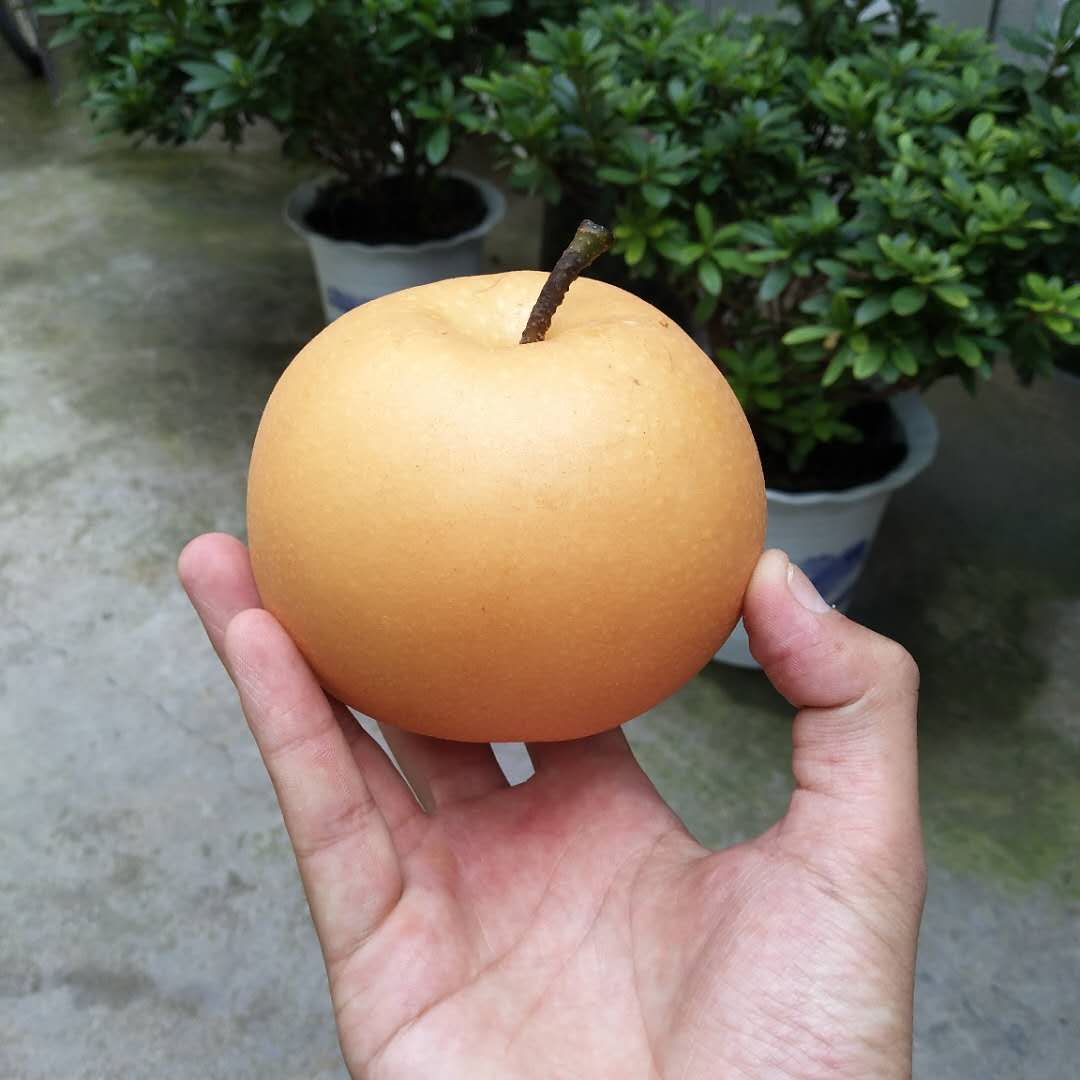 4公分梨樹新品種介紹