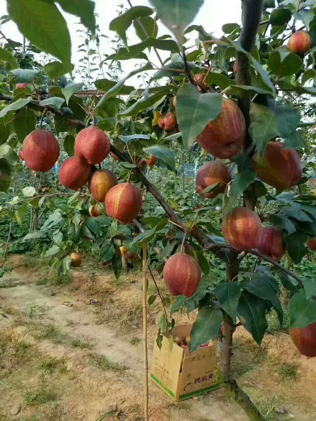 6公分梨樹苗圖片