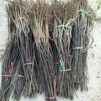 秋月梨樹苗現(xiàn)貨咨詢電話