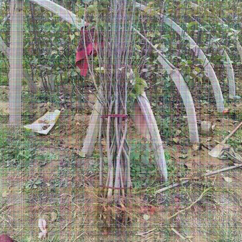紅啤梨樹苗育苗基地