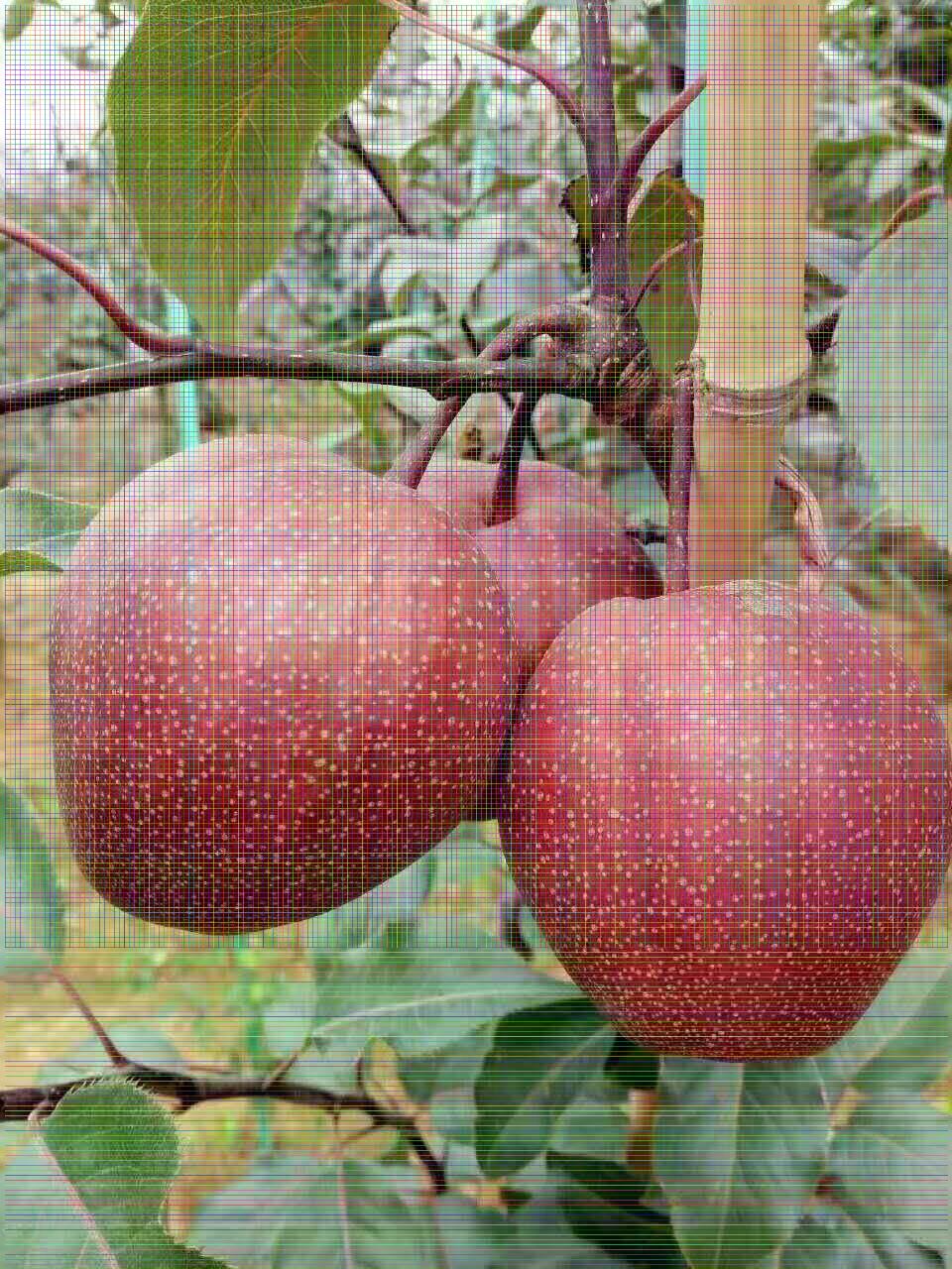 紅啤梨樹苗育苗基地