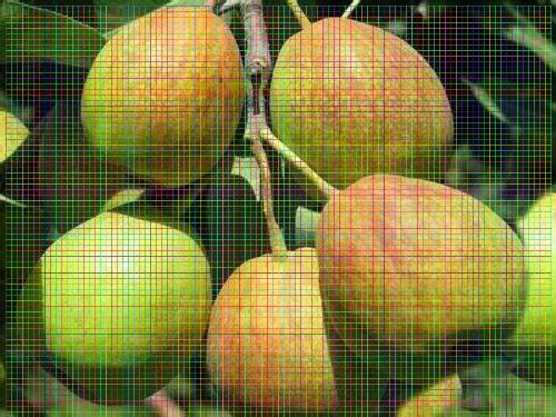 西洋红梨树苗几月份种植成活率高