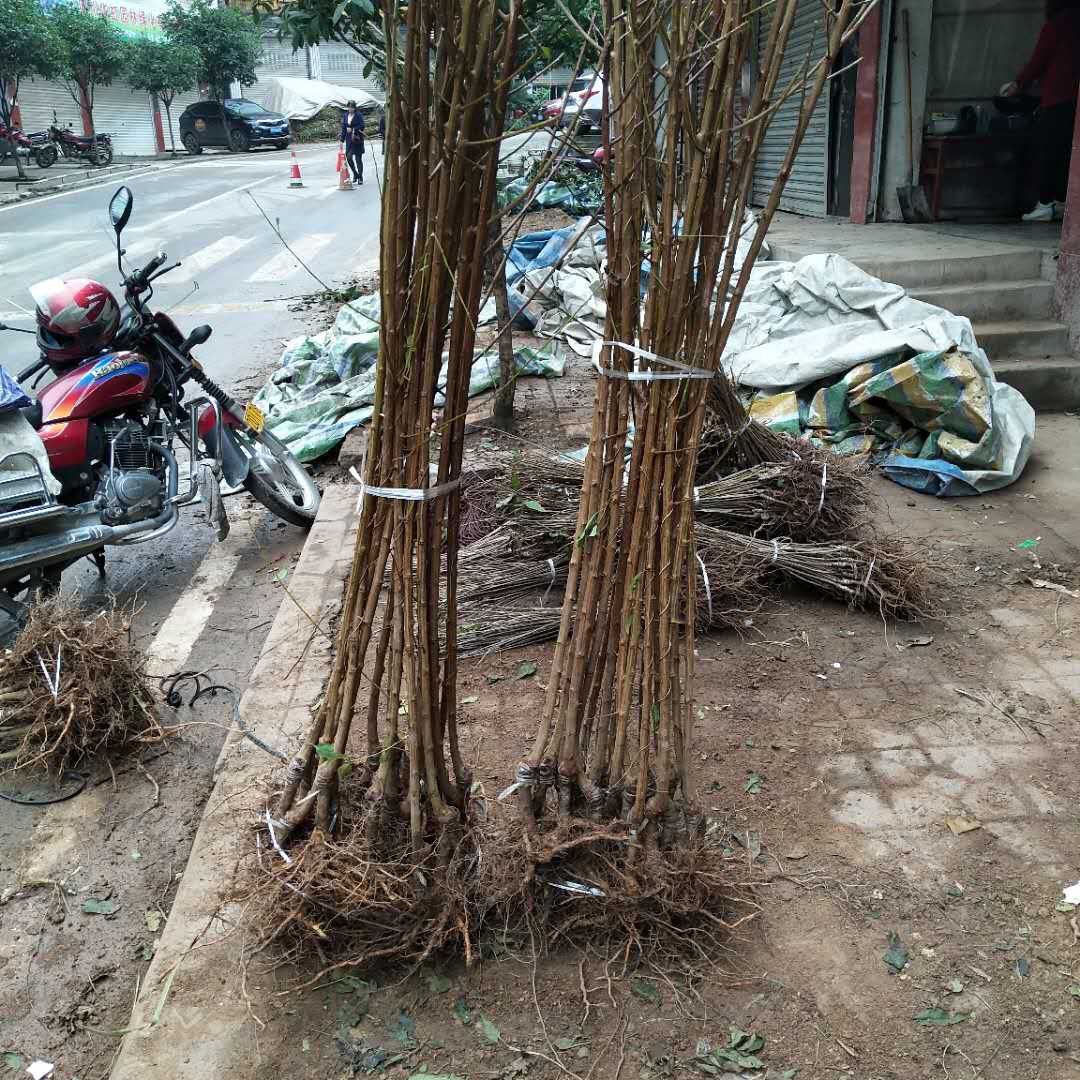 早熟青脆李子苗厂家出售