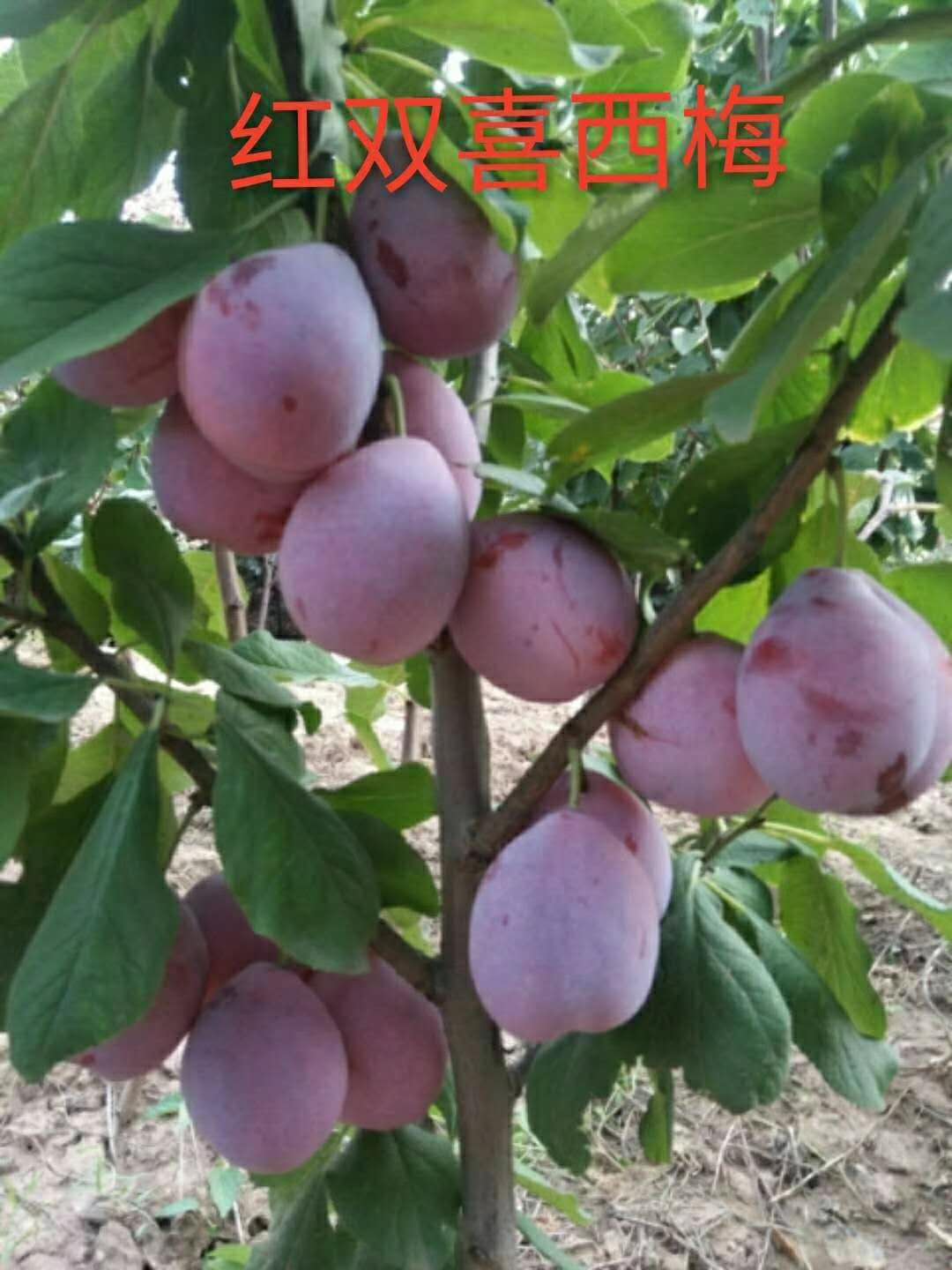 风味玫瑰杏李树苗 风味玫瑰杏李树苗适合大棚种植新品种