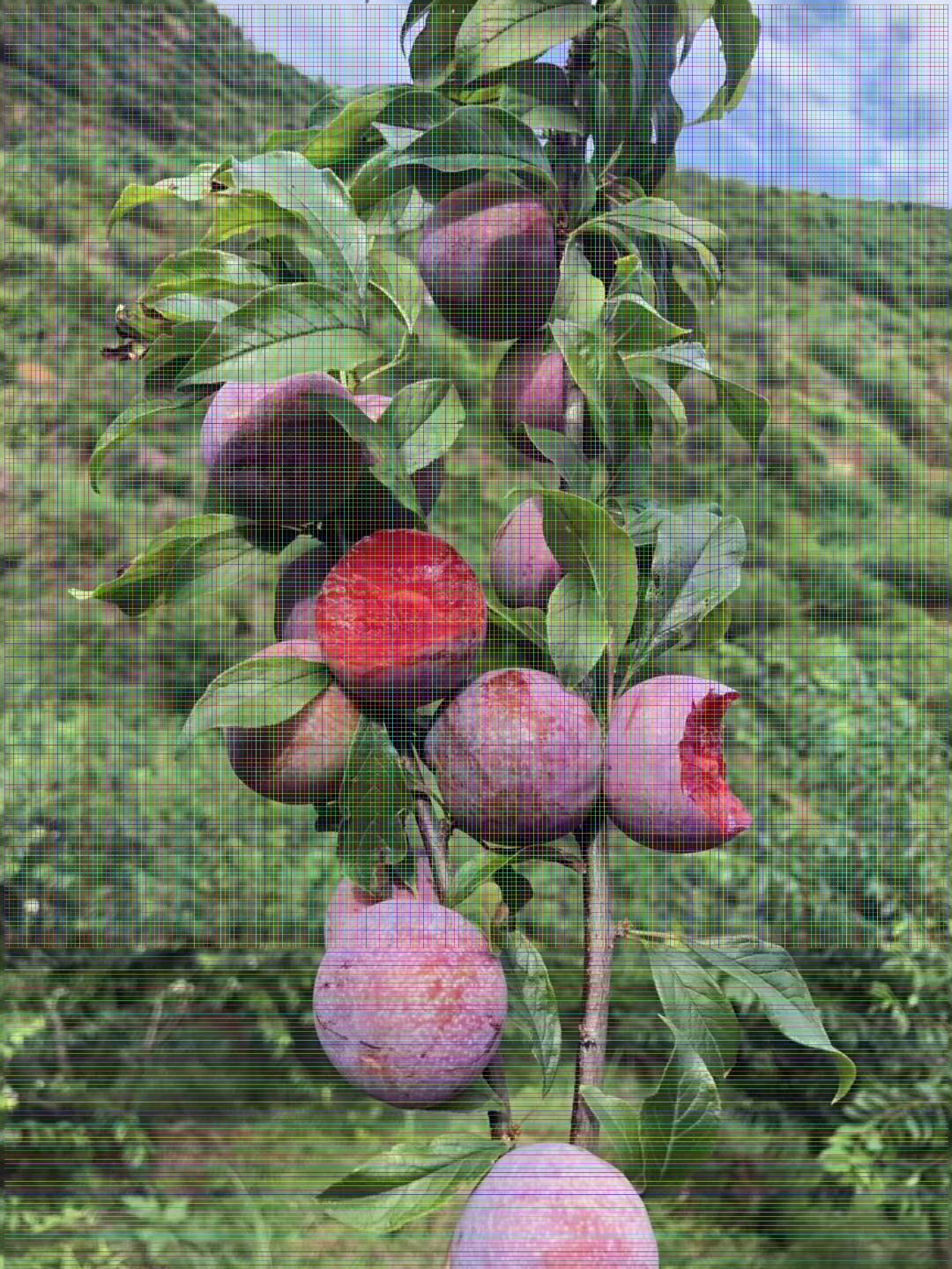 风味玫瑰杏李树苗 风味玫瑰杏李树苗适合大棚种植新品种
