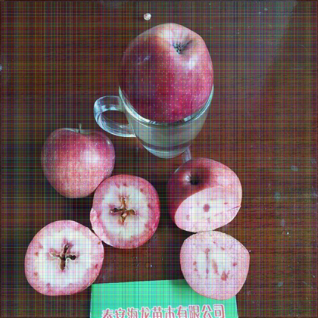 8公分苹果树苗水果苗之一