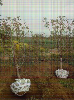 2公分早紅考密斯梨樹(shù)幾月份種植成活率高
