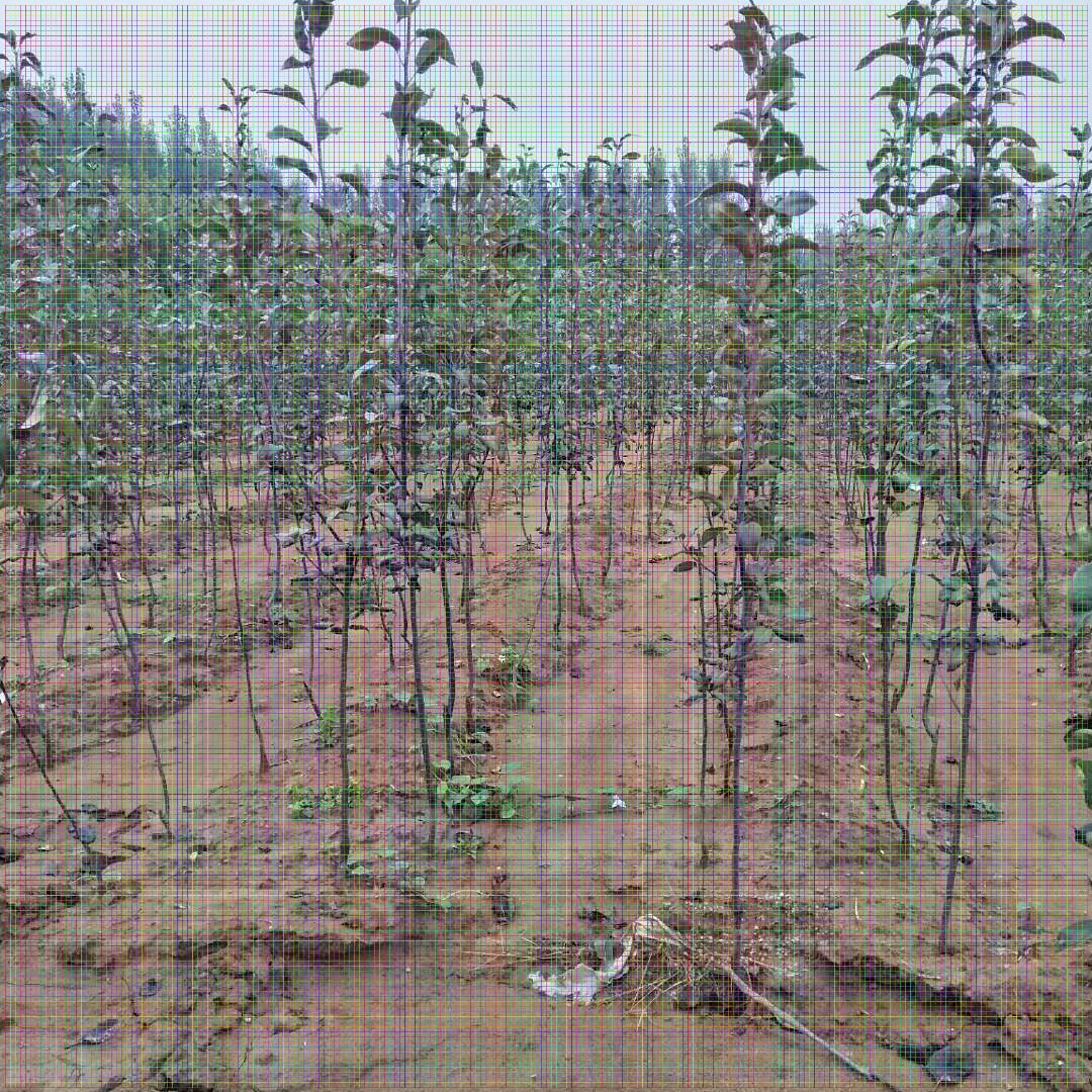中華玉梨苗多少錢一棵紅皮梨樹苗