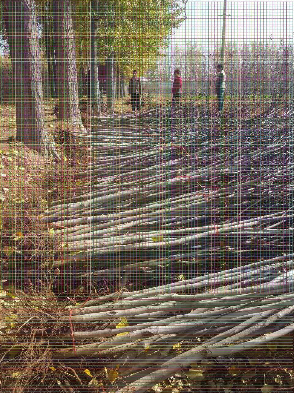 碧根果樹苗基地