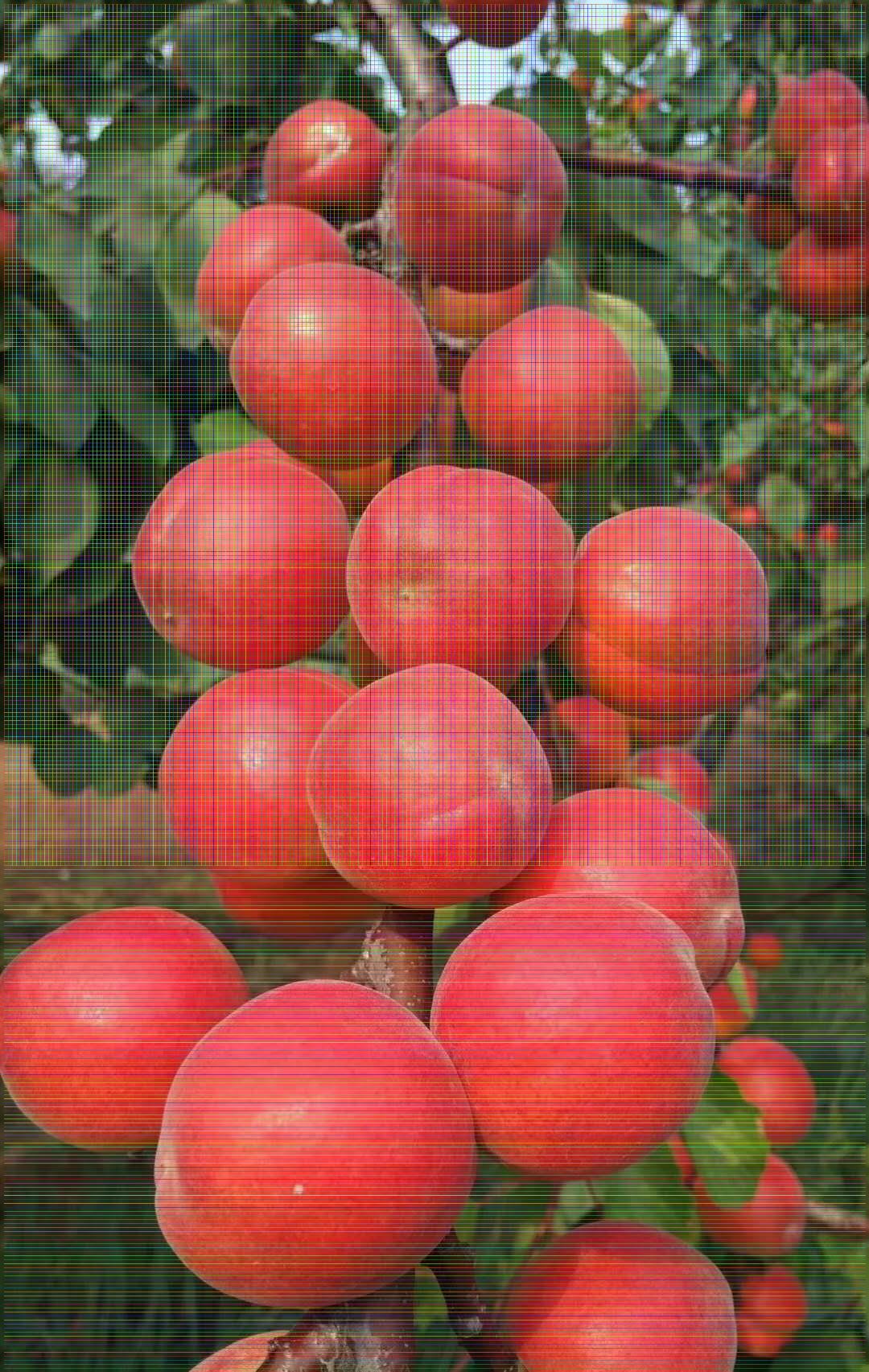 早红蜜杏树苗丰产稳产耐储运嫁接杏树苗品种
