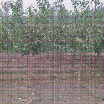 法兰西西梅苗一亩地种植多少棵杏树苗价格