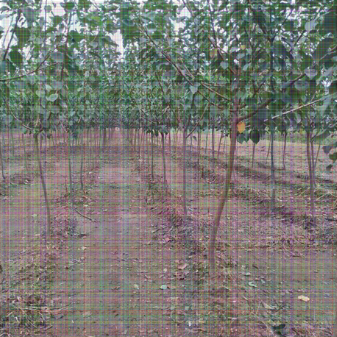 1.5公分杏苗基地嫁接杏树苗品种
